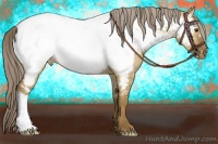 Horse Color:Chocolate Palomino Dun Near Fewspot 