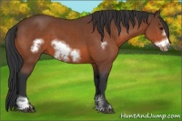 Horse Color:Bay Sabino Frame