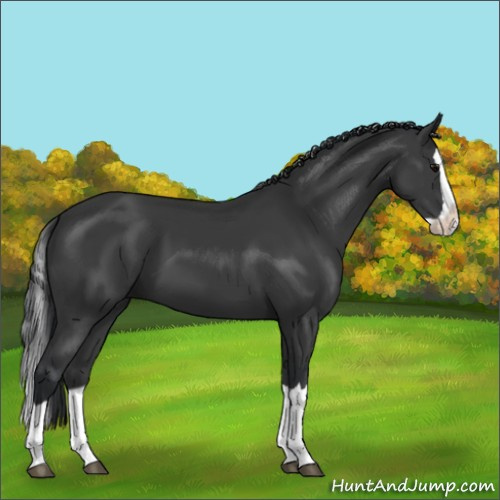 Horse Color:Black Splash 