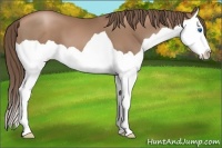 Horse Color:Black Pearl Splash 