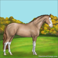Horse Color:Liver Chestnut Pearl Splash 