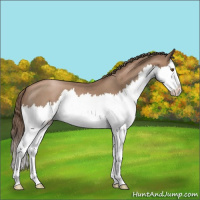 Horse Color:Blue Roan Pearl Splash 