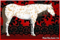Horse Color:Buckskin Sabino Near Leopard 