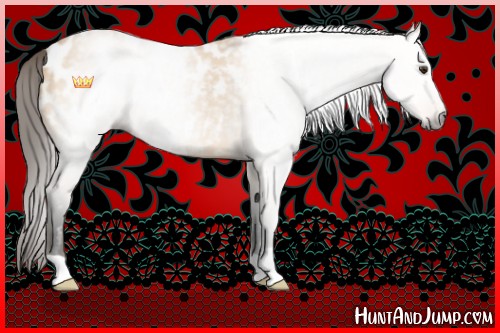 Horse Color:Gray Buckskin Dun Appaloosa 