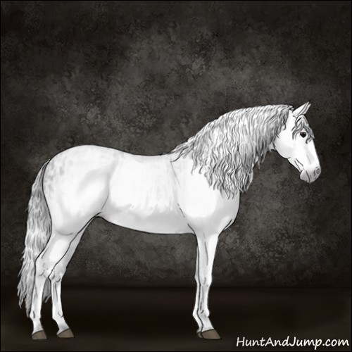 Horse Color:Gray White Spotted Black  and Gray White Spotted Black 