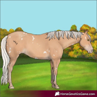 Horse Color:White Spotted Silver Amber Champagne