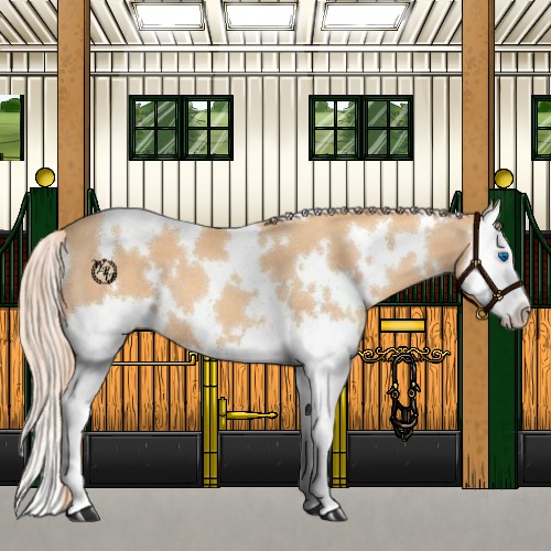 Horse Color:White Spotted Gold Champagne Splash
