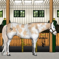 Horse Color:White Spotted Gold Champagne Splash 