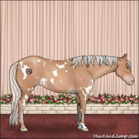 Horse Color:White Spotted Silver Amber Champagne