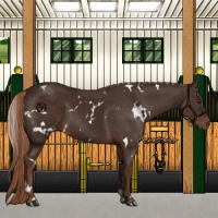 Horse Color:White Spotted Liver Chestnut 