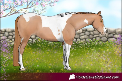 Horse Color:Bay Pearl Tobiano