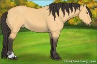 Horse Color:Buckskin Dun Sabino