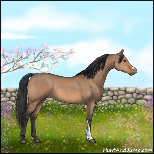 Horse Color:Bay Dun  and Bay Dun 