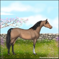 Horse Color:Bay Dun  and Bay Dun 