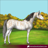 Horse Color:Bay Dun Sabino