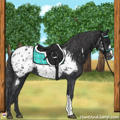 Horse Color:Black Near Leopard 