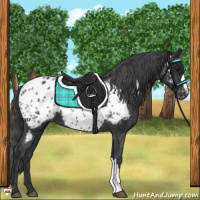 Horse Color:Black Near Leopard 