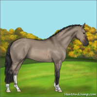 Horse Color:Brown Dun 