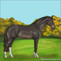 Horse Color:Smoky Black 