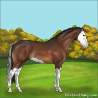 Horse Color:Brown Splash