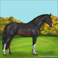 Horse Color:Brown 