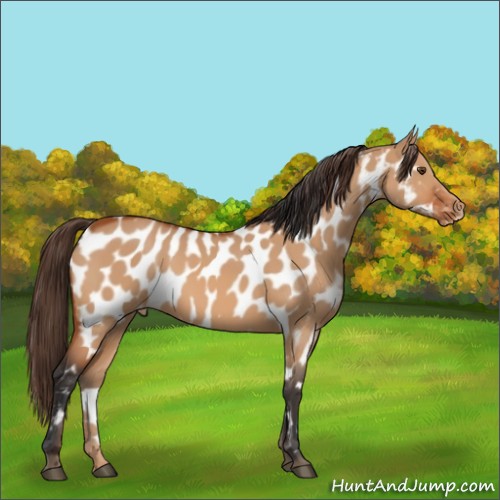 Horse Color:Bay Dun Near Leopard
