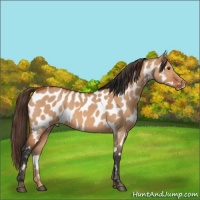 Horse Color:Bay Dun Near Leopard