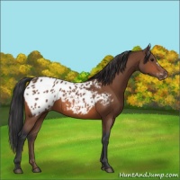 Horse Color:Bay Appaloosa