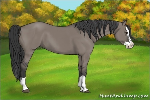 Horse Color:Grullo Splash 