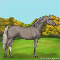 Horse Color:Silver Grullo Rabicano 