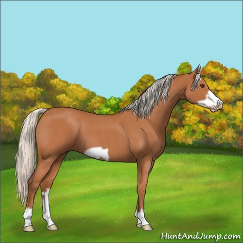 Horse Color:Silver Bay Roan Frame 