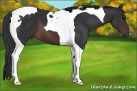 Horse Color:Brown Tobiano 
