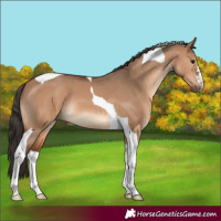 Horse Color:Bay Dun Tobiano