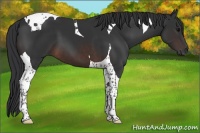 Horse Color:Brown Tobiano 