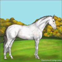 Horse Color:White Spotted Bay 