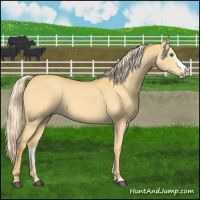 Horse Color:Palomino Dun Splash 