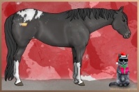Horse Color:Black Blanket 