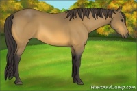 Horse Color:Buckskin 