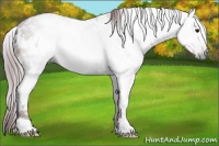 Horse Color:Gray White Spotted Chocolate Black
