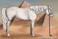 Horse Color:Cremello Dun Sabino  and Cremello Roan Dun Sabino 