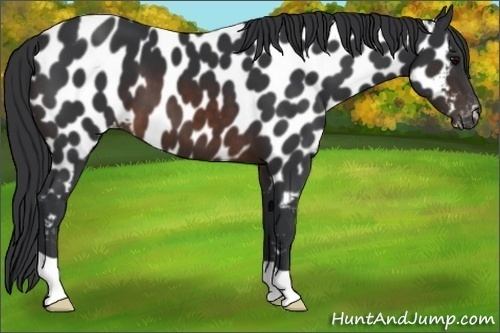 Horse Color:Brown Appaloosa 