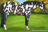 Horse Color:Brown Appaloosa 