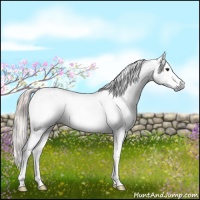 Horse Color:Gray Chocolate Palomino Ice Sabino Splash 