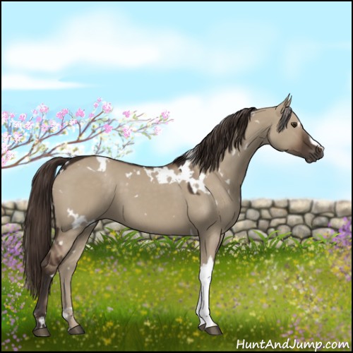 Horse Color:White Spotted Liver Red Dun 