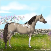 Horse Color:White Spotted Liver Red Dun