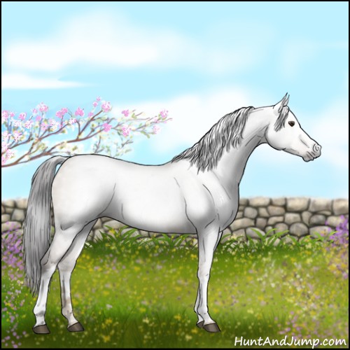 Horse Color:Gray White Spotted Liver Red Dun 