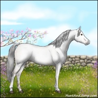 Horse Color:Gray White Spotted Liver Red Dun