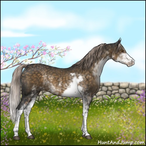 Horse Color:Chocolate Palomino Sabino 