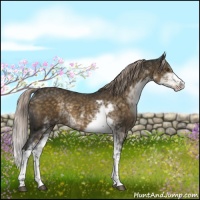 Horse Color:Chocolate Palomino Sabino 