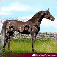 Horse Color:White Spotted Liver Chestnut Splash 